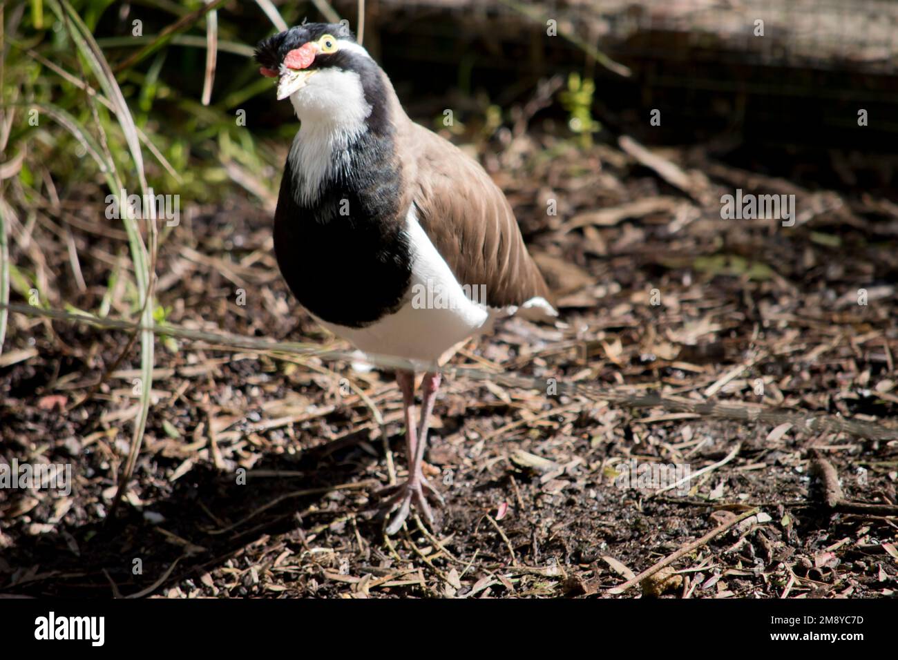 the banded lapwing is black brown and white with two red lore wattle markings by their eyes  and a yellow beak Stock Photo