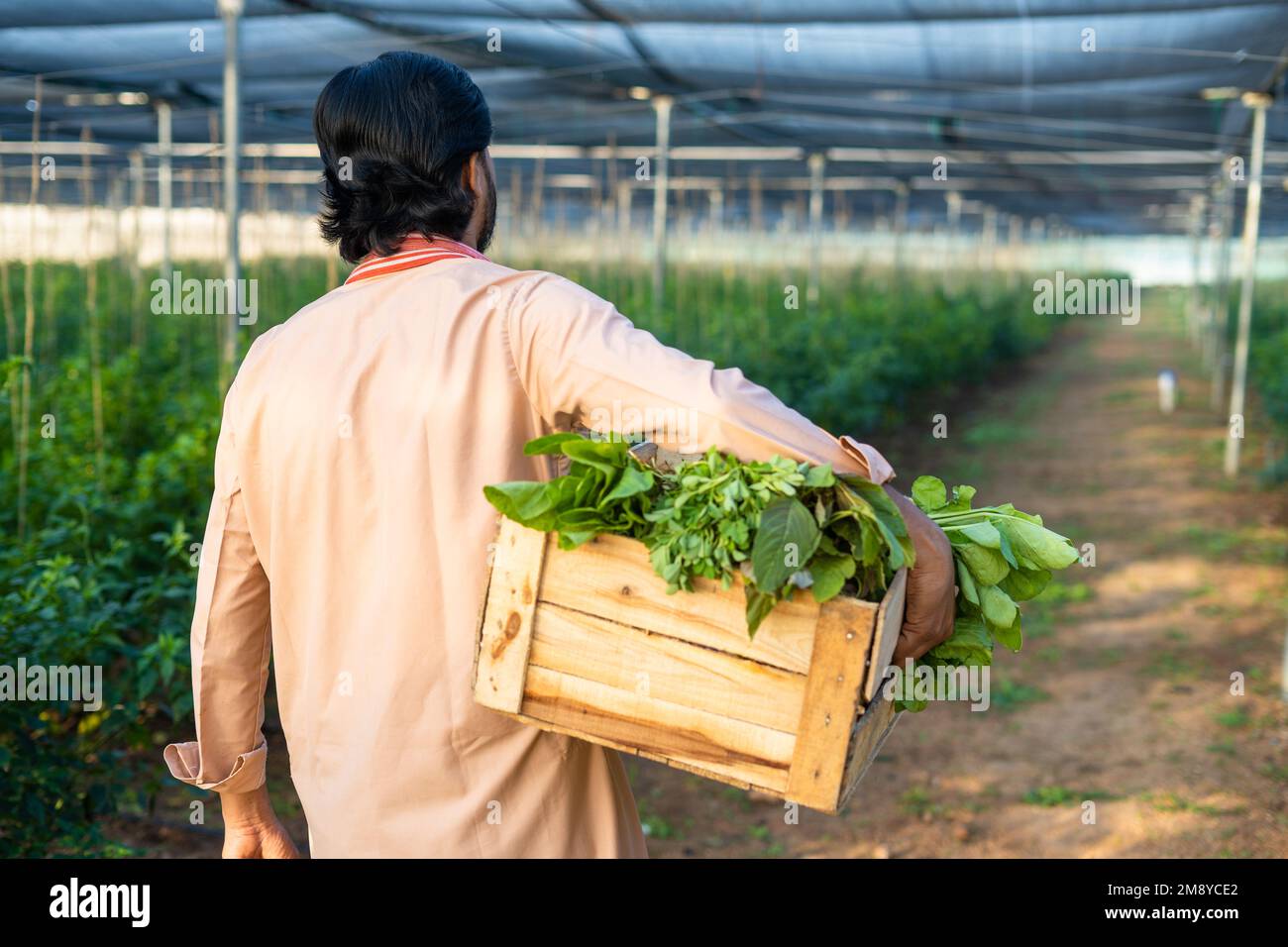 Rear veiw of farmer carrying basket of fresh vegetables at greenhouse for market - concept of organic farming, small business and hardworking Stock Photo
