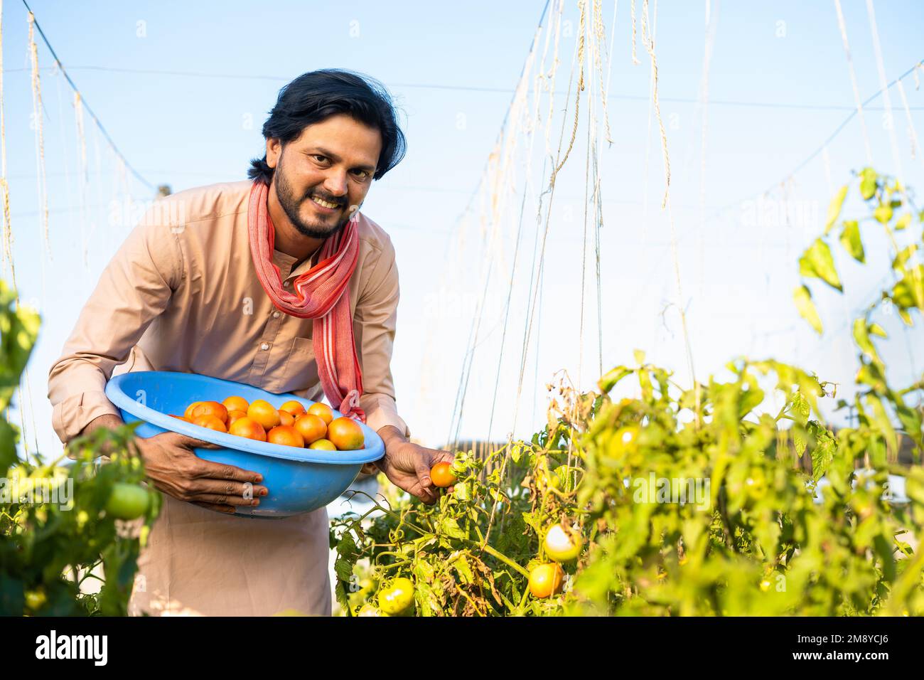 Happy indian farmer plucking tomatoes at horticulture or farmland - concept of village farming lifestyle, small agri business and organic produce Stock Photo