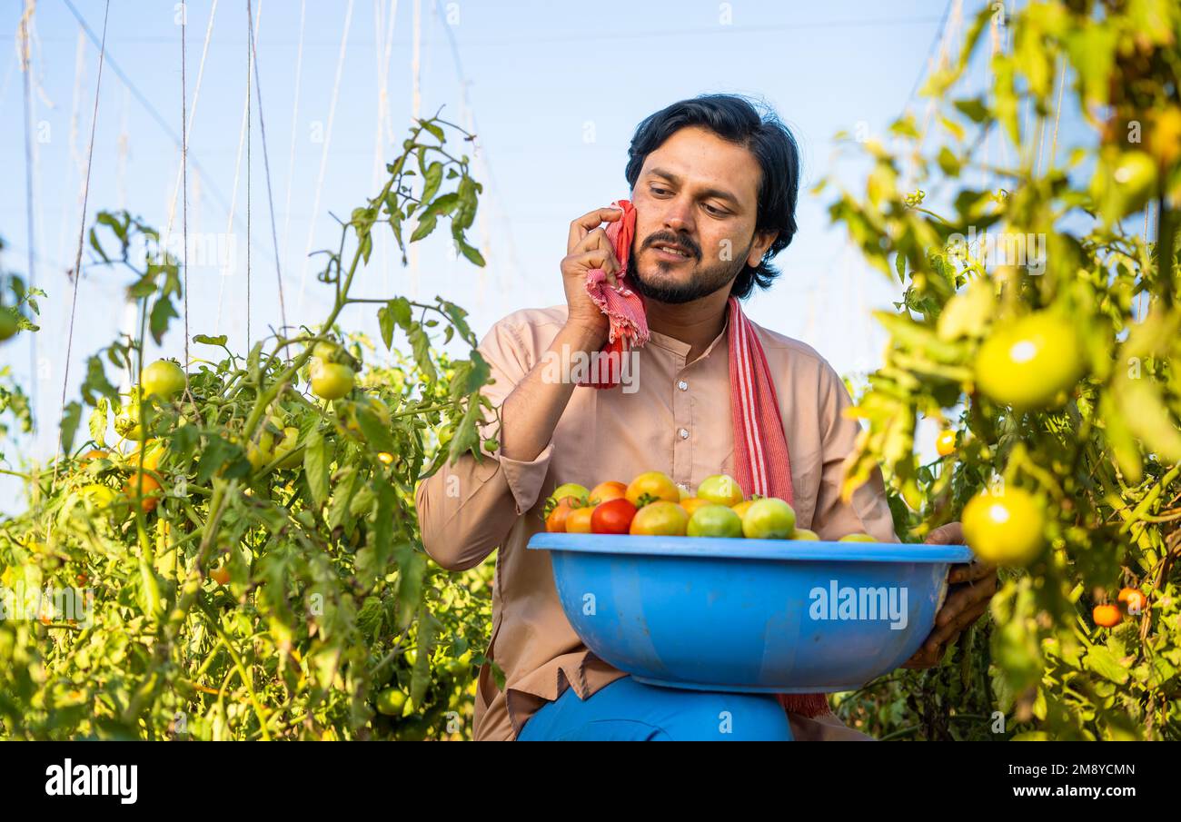 exhausted indian young farmer while plucking tomato in farm suring hot sunny day by washing sweat - concept of hardworking, daily labour and village Stock Photo