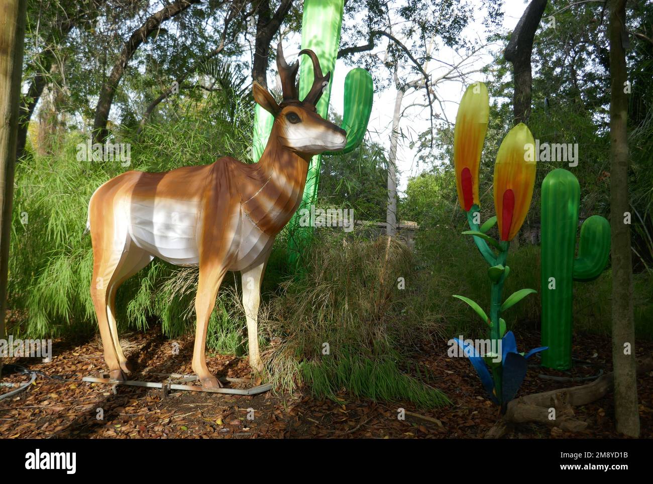Los Angeles, California, USA 12th January 2023 Pronghorn at LA Zoo