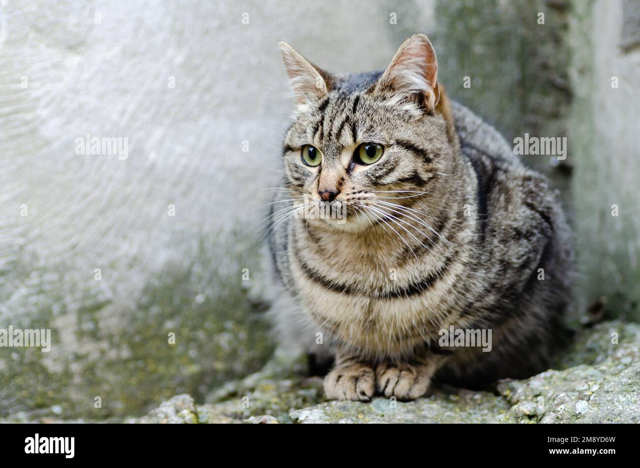 A cute tabby cat in the street Stock Photo - Alamy