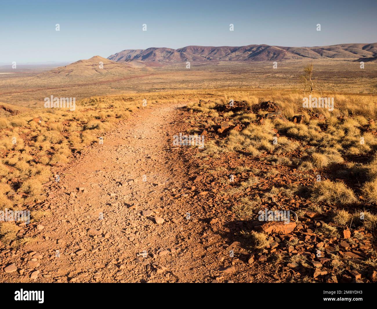 Welldefined path up Mt Bruce (Punurrunha)'s spinifexclad western
