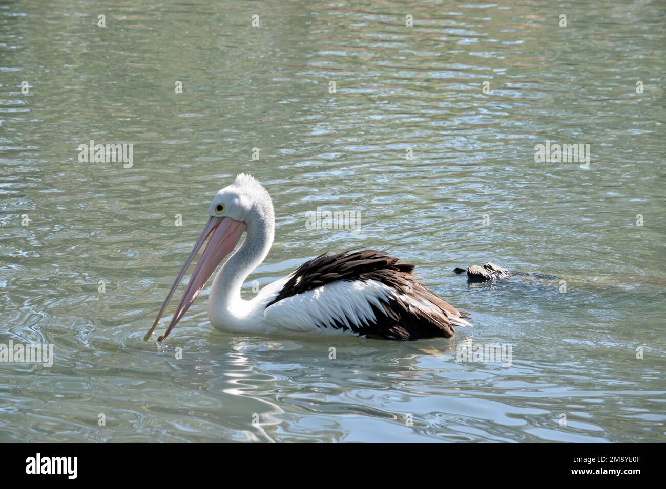 the pelican is a black and white bird with a pink bill Stock Photo