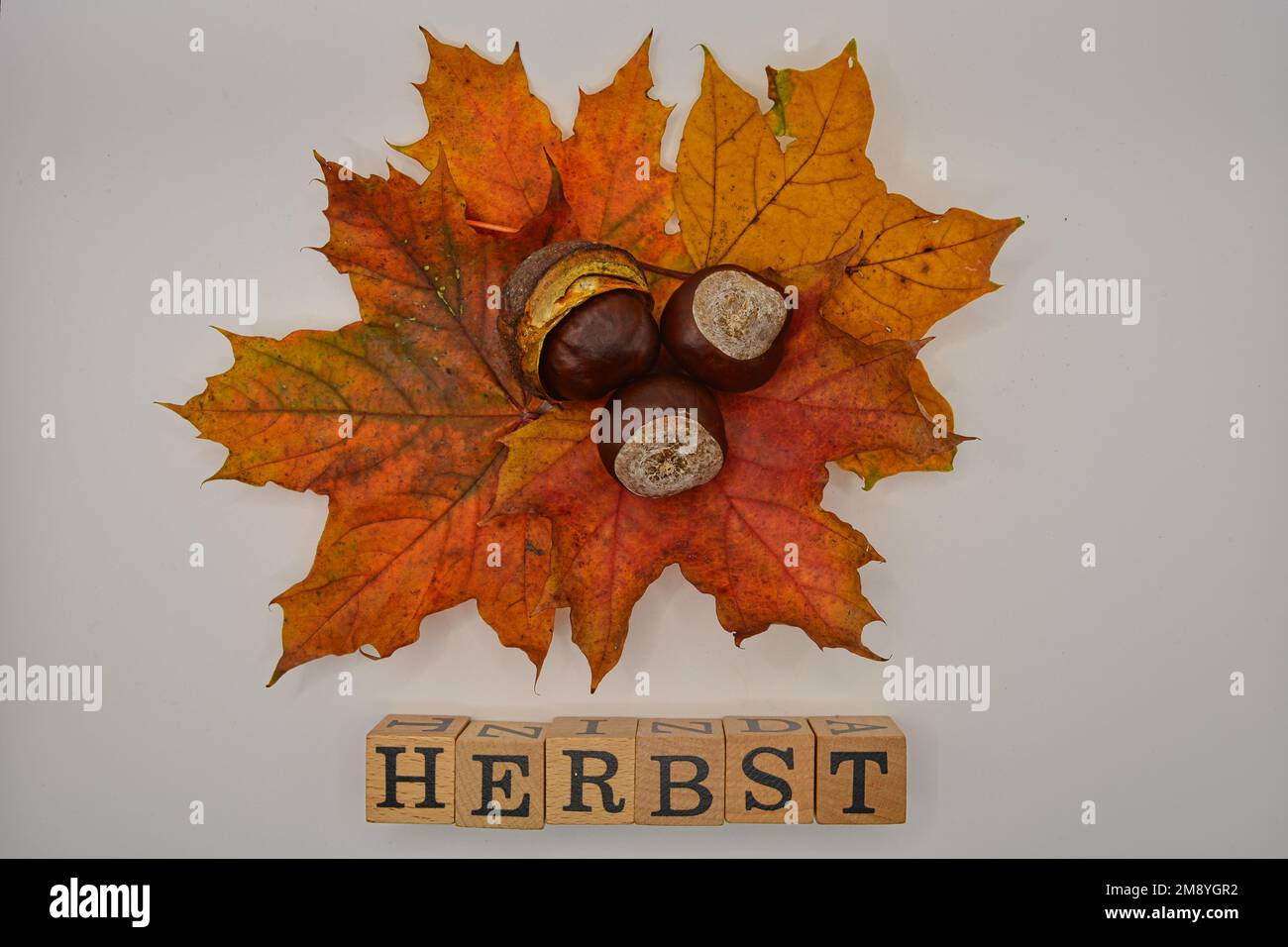A beautiful view of a fall foliage leaf and word herbst with cubes on ...