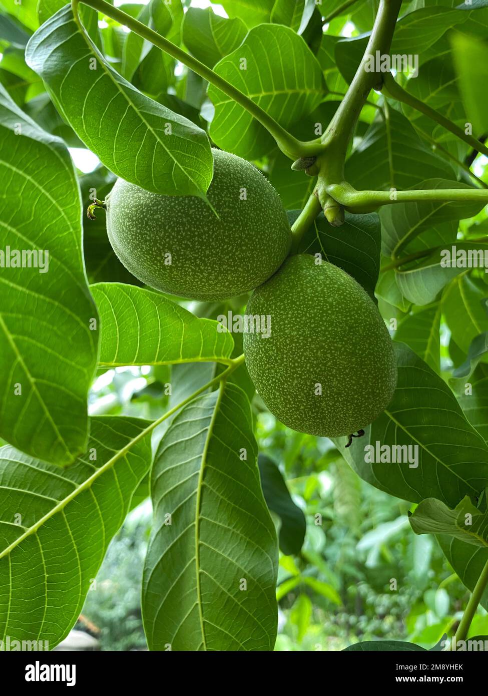 Fullsized green common walnuts in summer, close up. Fruiting deciduous