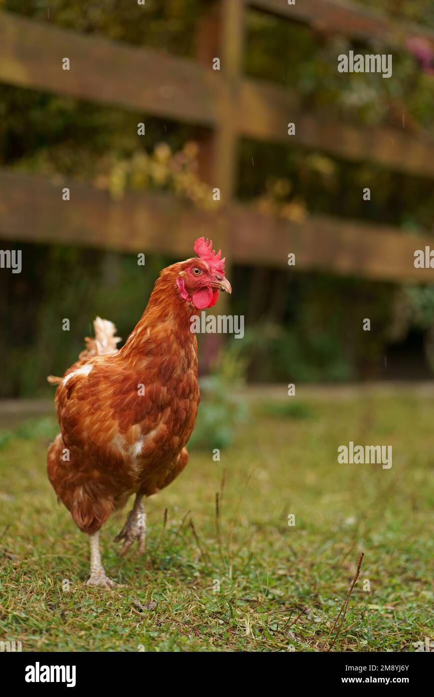 Red chicken. hen walking in the street near the house Stock Photo Alamy