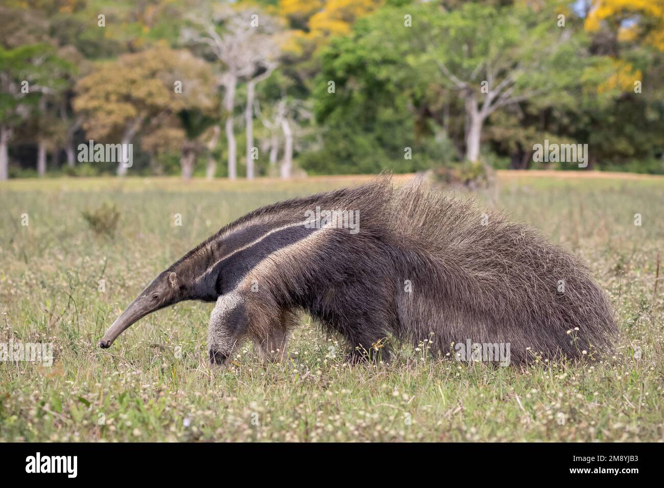 A giant anteater (Myrmecophaga tridactyla) foraging through the grasslands of the Pantanal in Brazil during dry season. Stock Photo