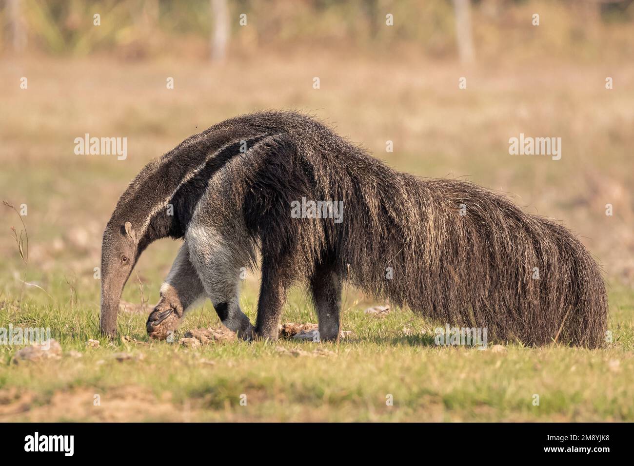A giant anteater (Myrmecophaga tridactyla) foraging through the grasslands of the Pantanal in Brazil during dry season. Stock Photo