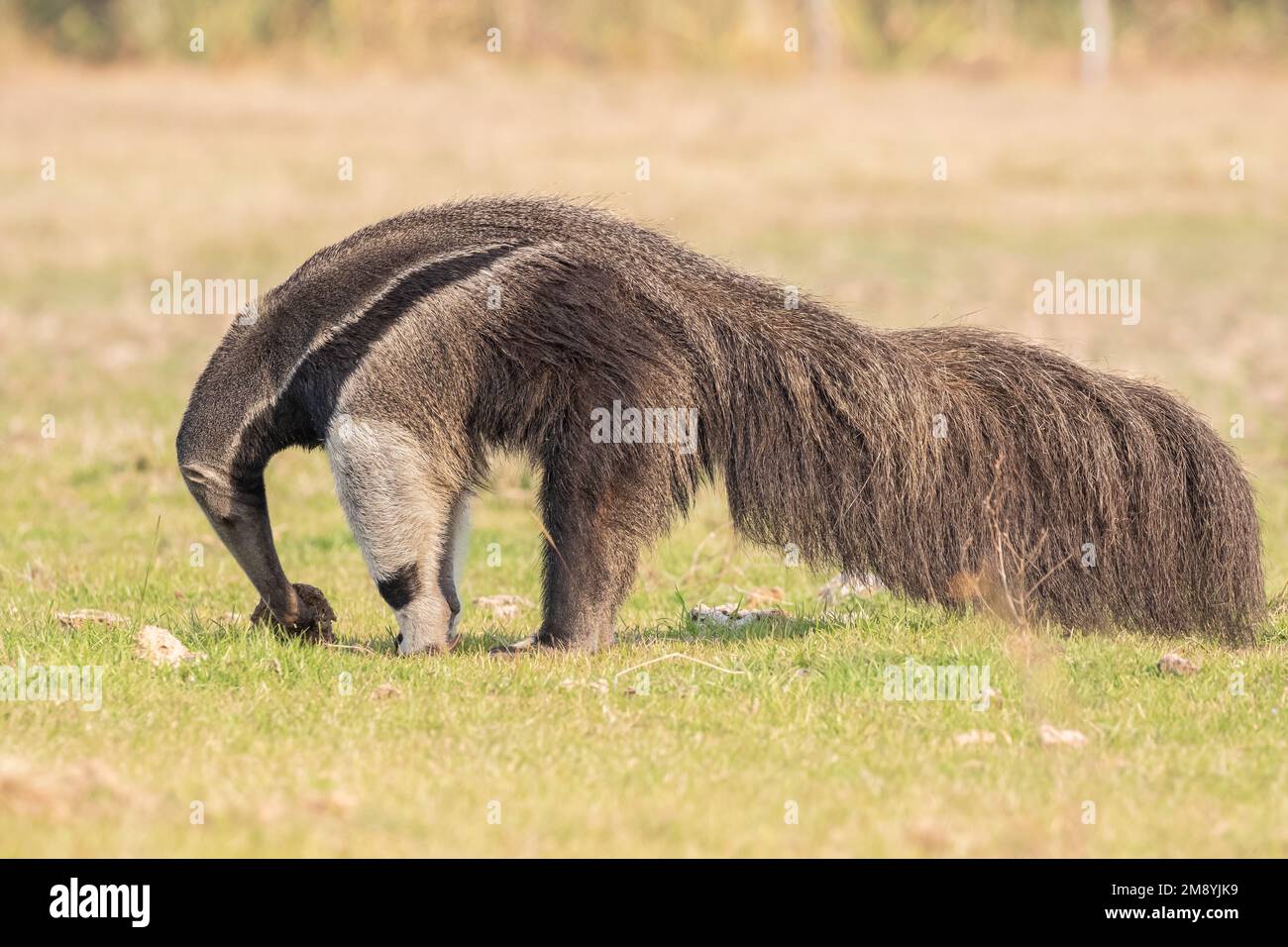 A giant anteater (Myrmecophaga tridactyla) foraging through the grasslands of the Pantanal in Brazil during dry season. Stock Photo