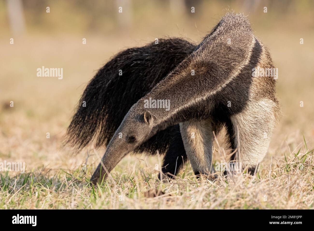 A giant anteater (Myrmecophaga tridactyla) foraging through the grasslands of the Pantanal in Brazil during dry season. Stock Photo