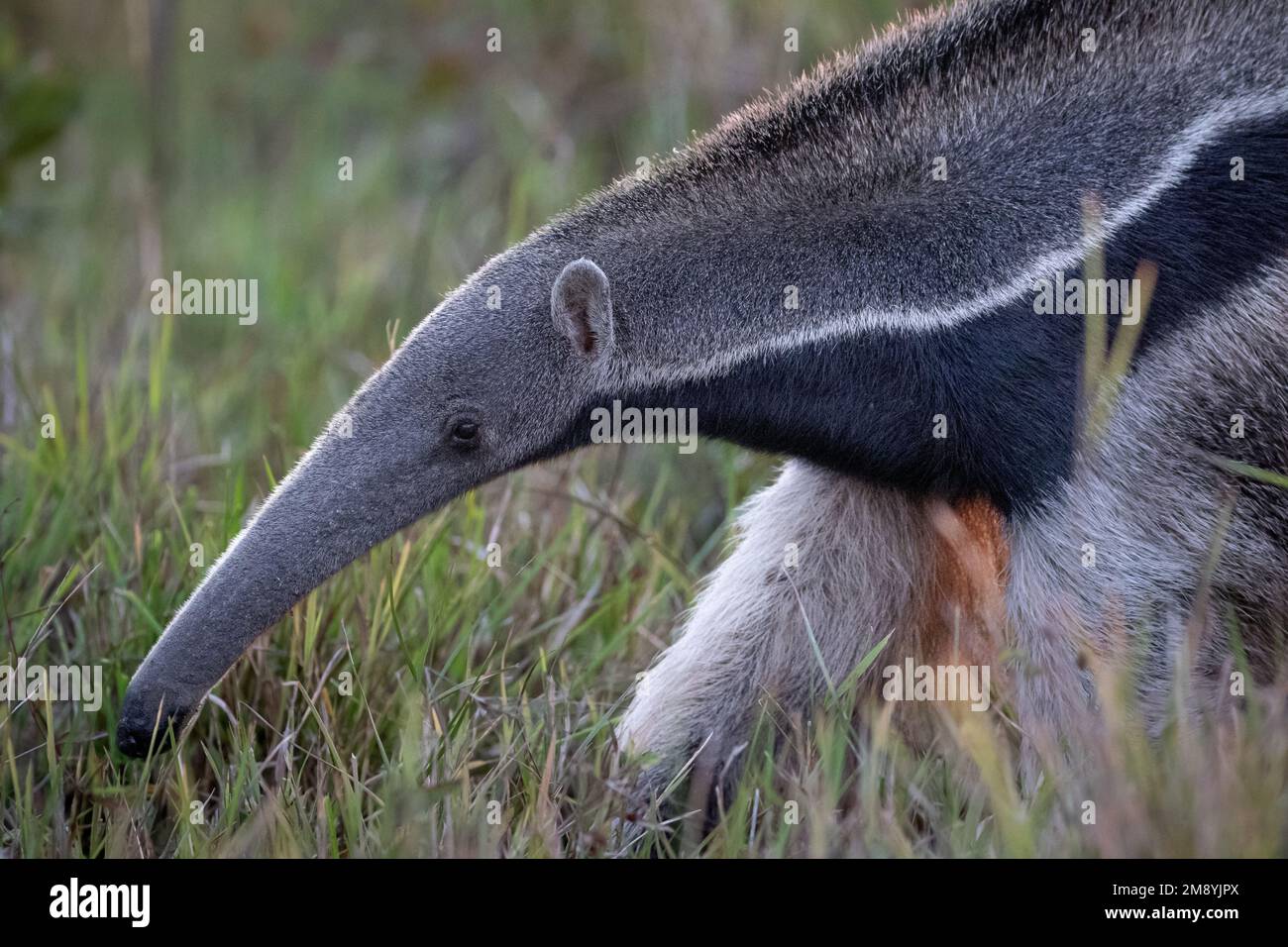 Portrait of a giant anteater (Myrmecophaga tridactyla) foraging through the grasslands of the Pantanal in Brazil during dry season. Stock Photo