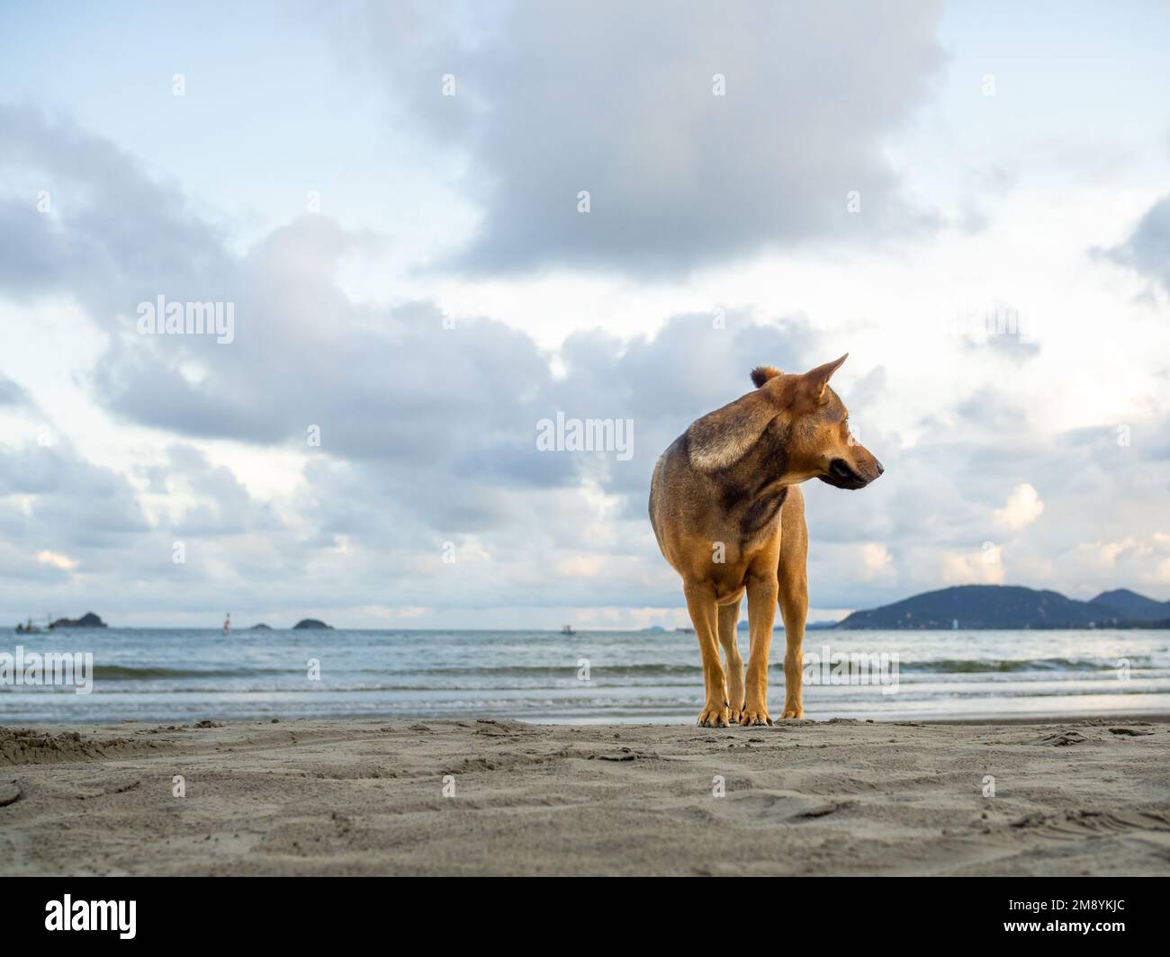 Brown Thai beach dog standing on the sand beach looking away back on sea and sunset blues sky background with copy space. Stock Photo