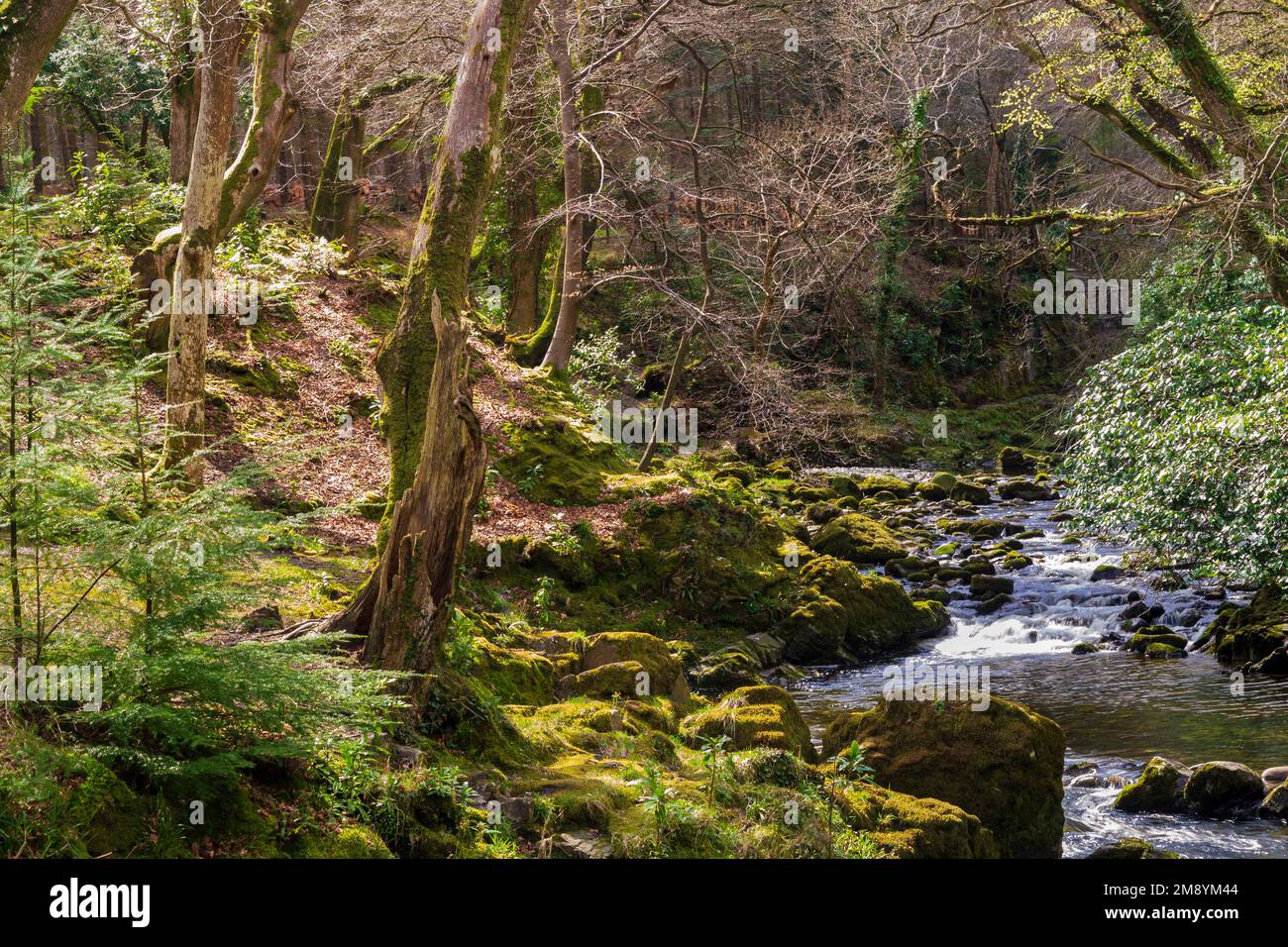 River Shimna bubbling over rocks in Tollymore forest County Down Northern Ireland Stock Photo