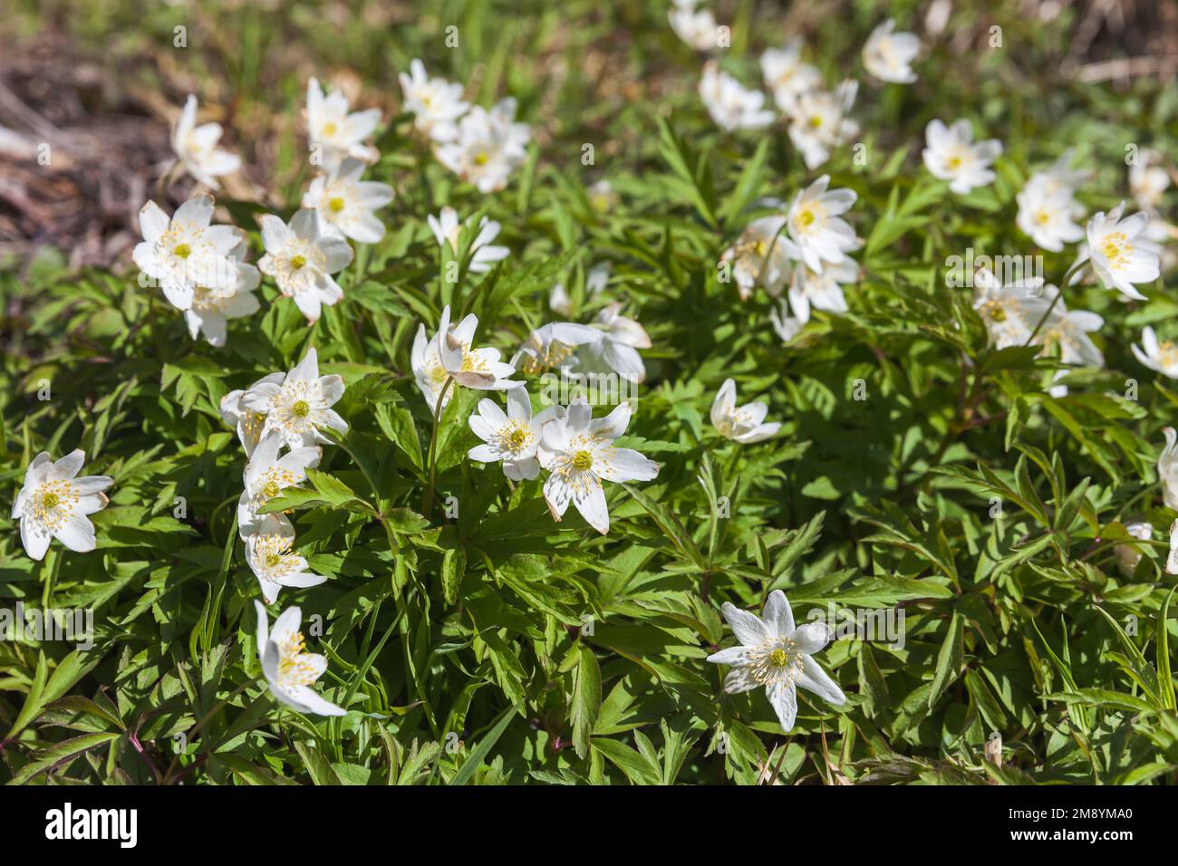 Anemone nemorosa close-up photo with selective soft focus. Wild white spring flowers on a sunny day Stock Photo