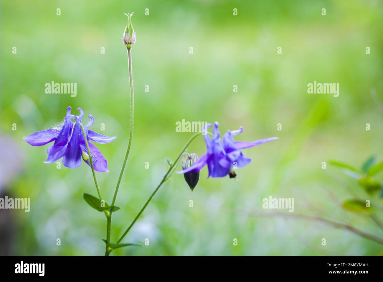 Flowers of the Aquilegia vulgaris, it is a species of columbine native to Europe also known as European columbine, common columbine, grannys nightcap, Stock Photo