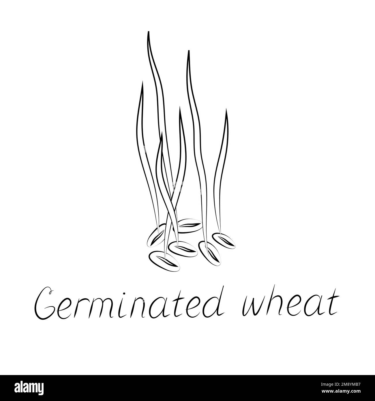 Sprouted wheat seeds. Germinated wheat icon sign. Plant illustration