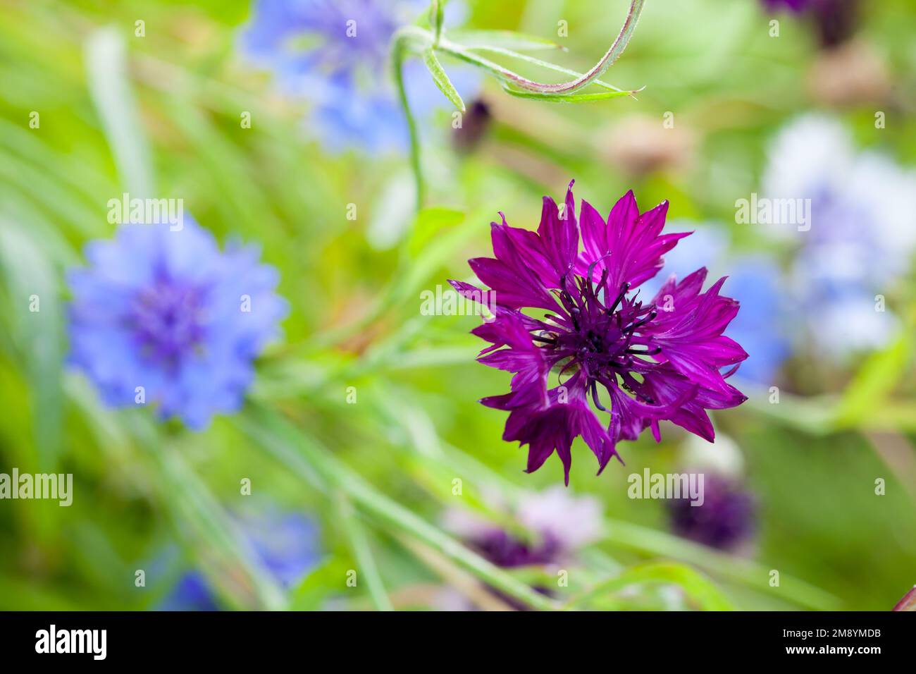 Decorative cornflowers, macro photo with soft selective focus. Centaurea cyanus Stock Photo