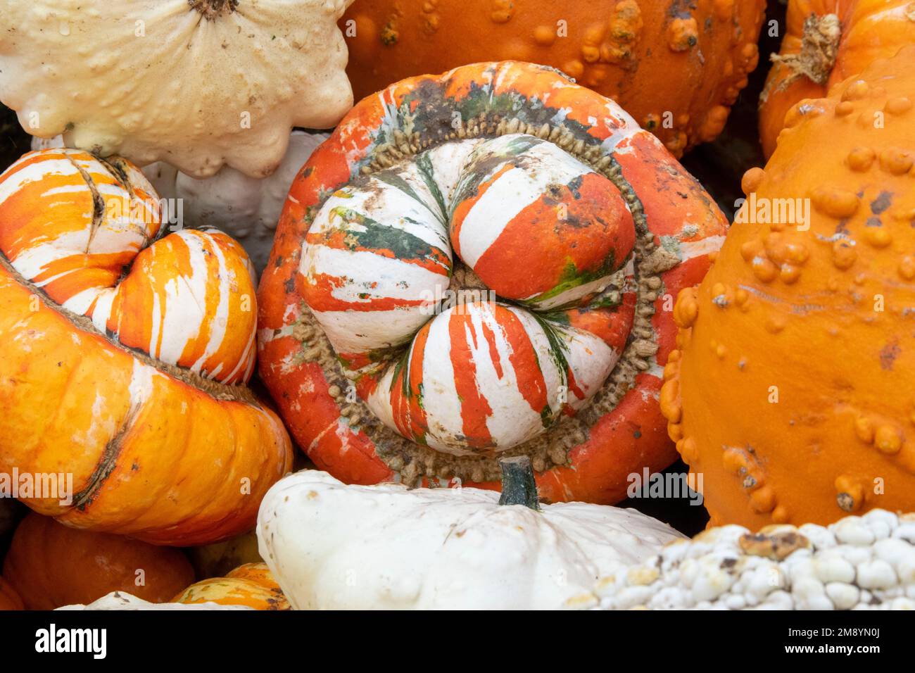 Bunch of pumpkin sqash' together Stock Photo