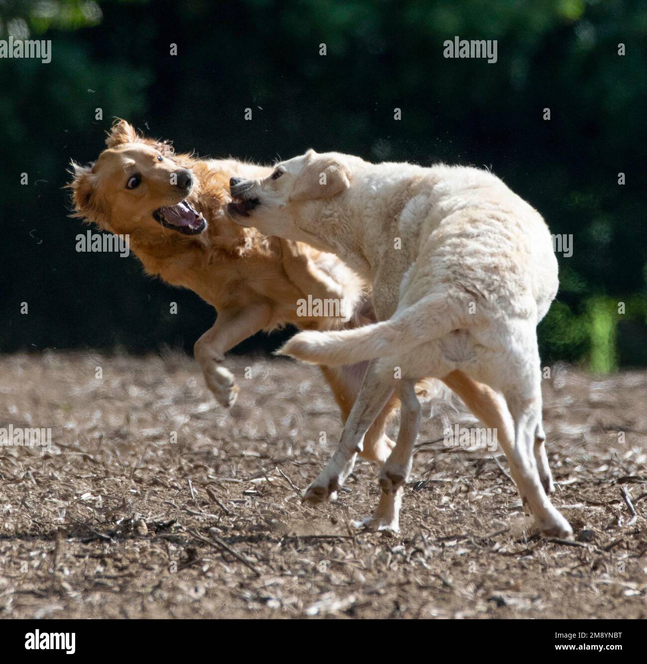 Two dogs having a friendly fight Stock Photo