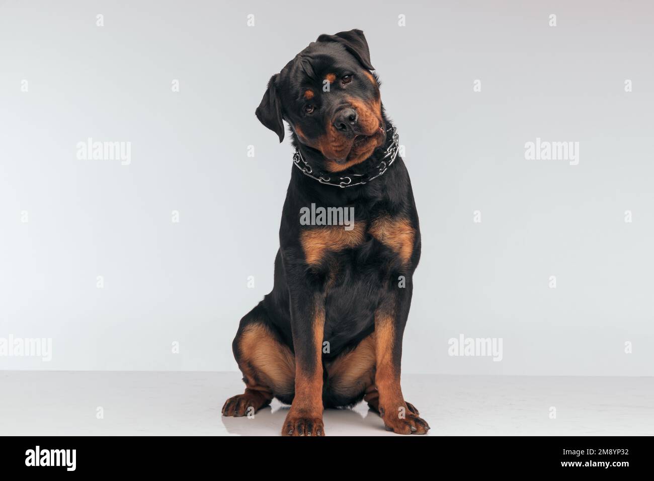 Full body picture of sweet Rottweiler dog feeling confused and looking ...
