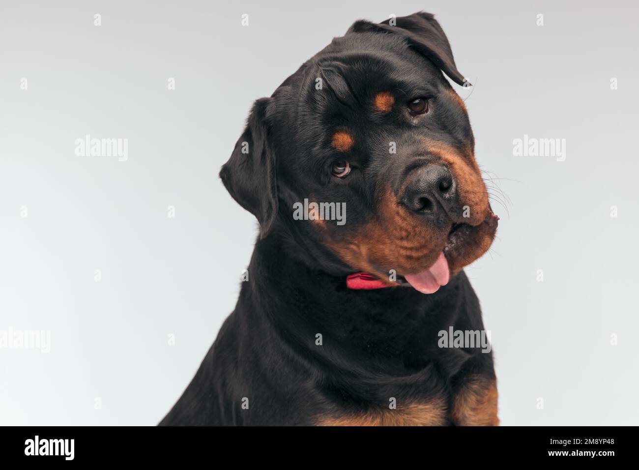Portrait of sweet Rottweiler dog panting with a gloomy face, sitting ...