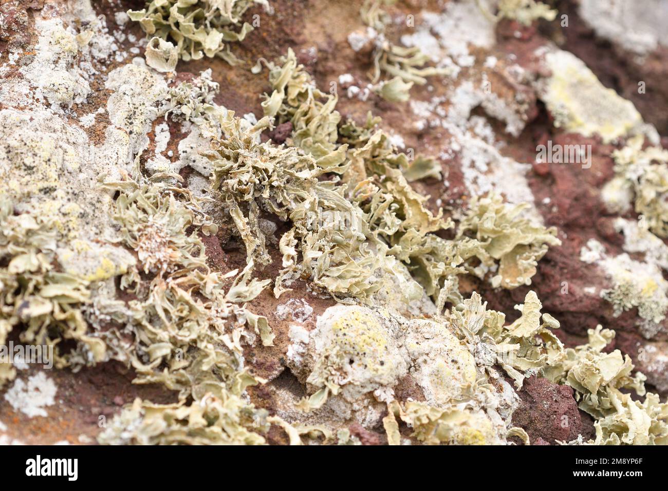 Close-up of lichen colonizing the red volcanic rock of Montaña Amarilla Stock Photo