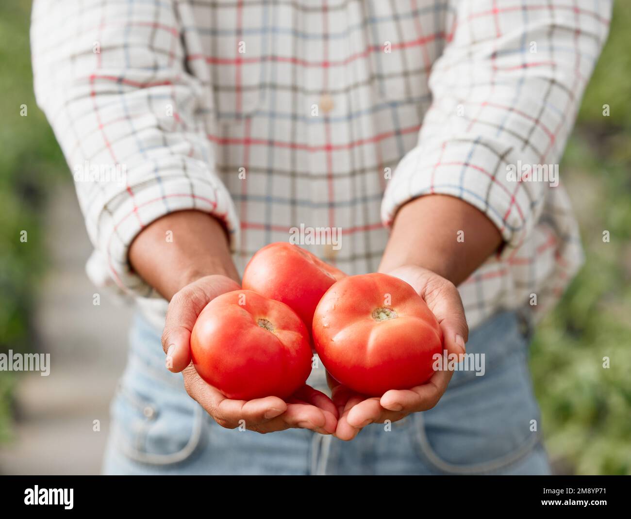 Homegrown is more flavourful than store-bought produce. Closeup shot of an unrecognisable man holding fresh tomatoes on a farm. Stock Photo