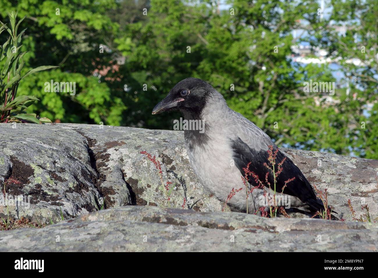 Juvenile Hooded Crow, Corvus cornix, exploring environment outside the safety of his nest in early summer. Stock Photo