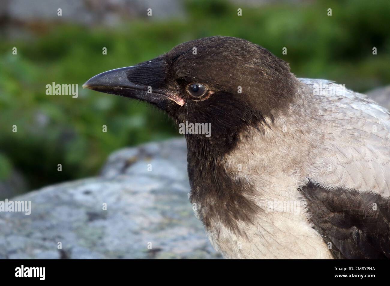 Portrait of juvenile Hooded Crow, Corvus cornix. The young bird has blue-grey eyes, flatter forehead, and red on the base of the bill. Stock Photo