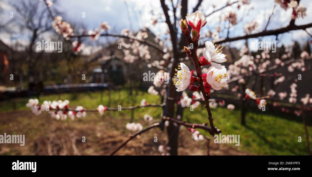 apple blossom in the garden. rural background on a sunny day in spring Stock Photo