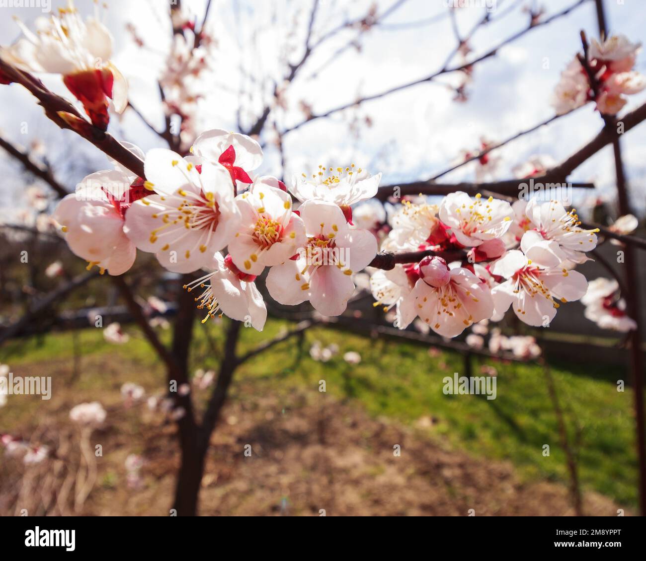 apple blossom in the garden. rural background on a sunny day in spring Stock Photo