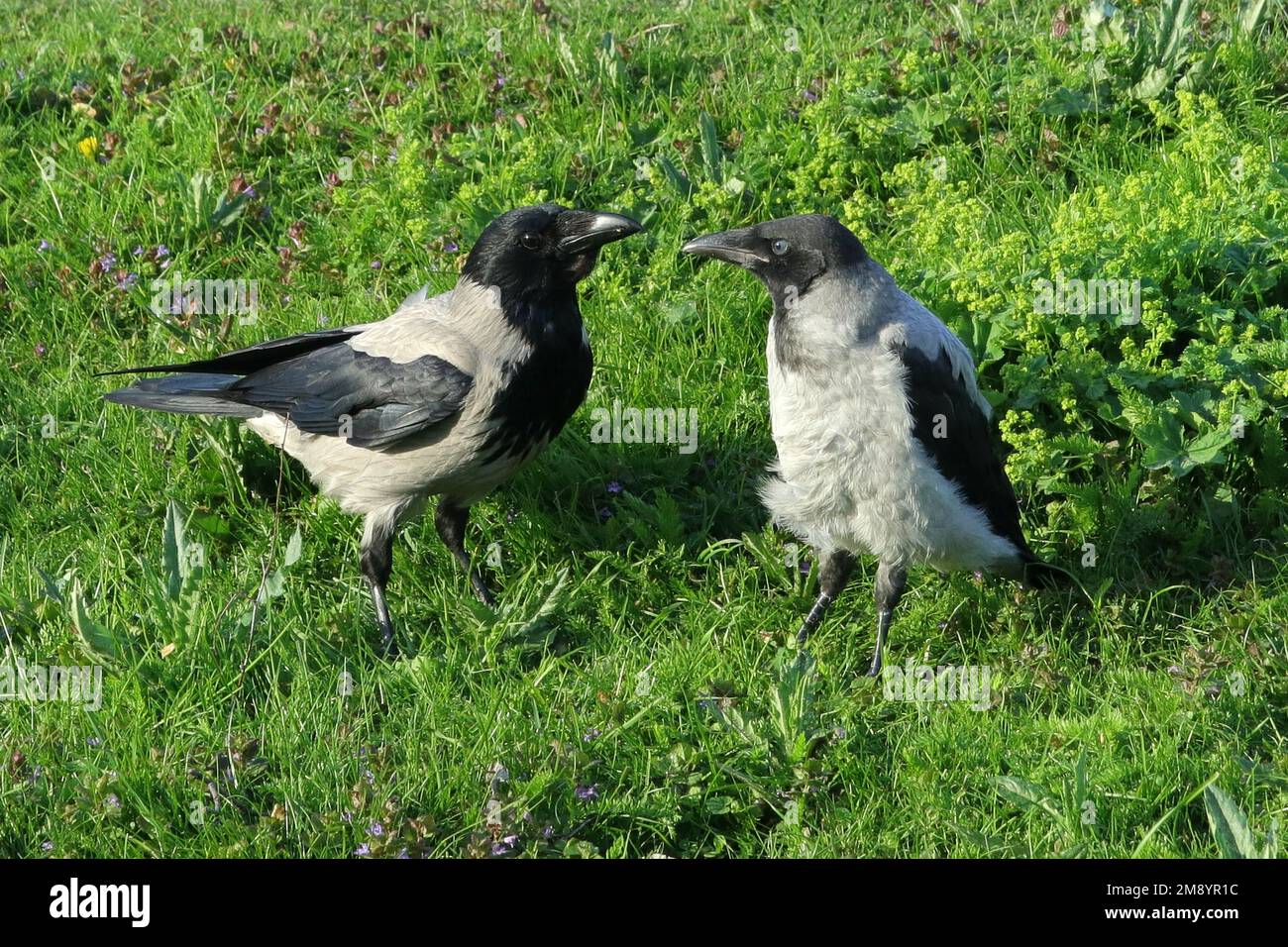 Hooded Crow, Corvus cornix, bird mother in grass prepared to feed a hungry fledgling on a summer morning. Stock Photo