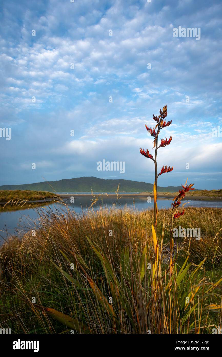 Flax flowers in front of Kapiti Island, Waikanae estuary, Kapiti District, North Island, New