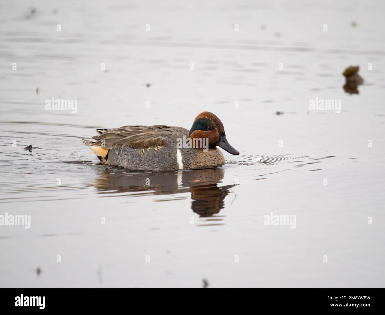 Green-winged teal, Anas carolinensis, single male on water, British Columbia, Canada, December 2022 Stock Photo
