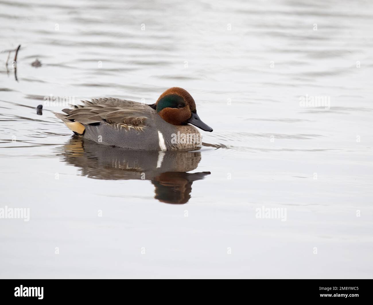 Green-winged teal, Anas carolinensis, single male on water, British Columbia, Canada, December 2022 Stock Photo