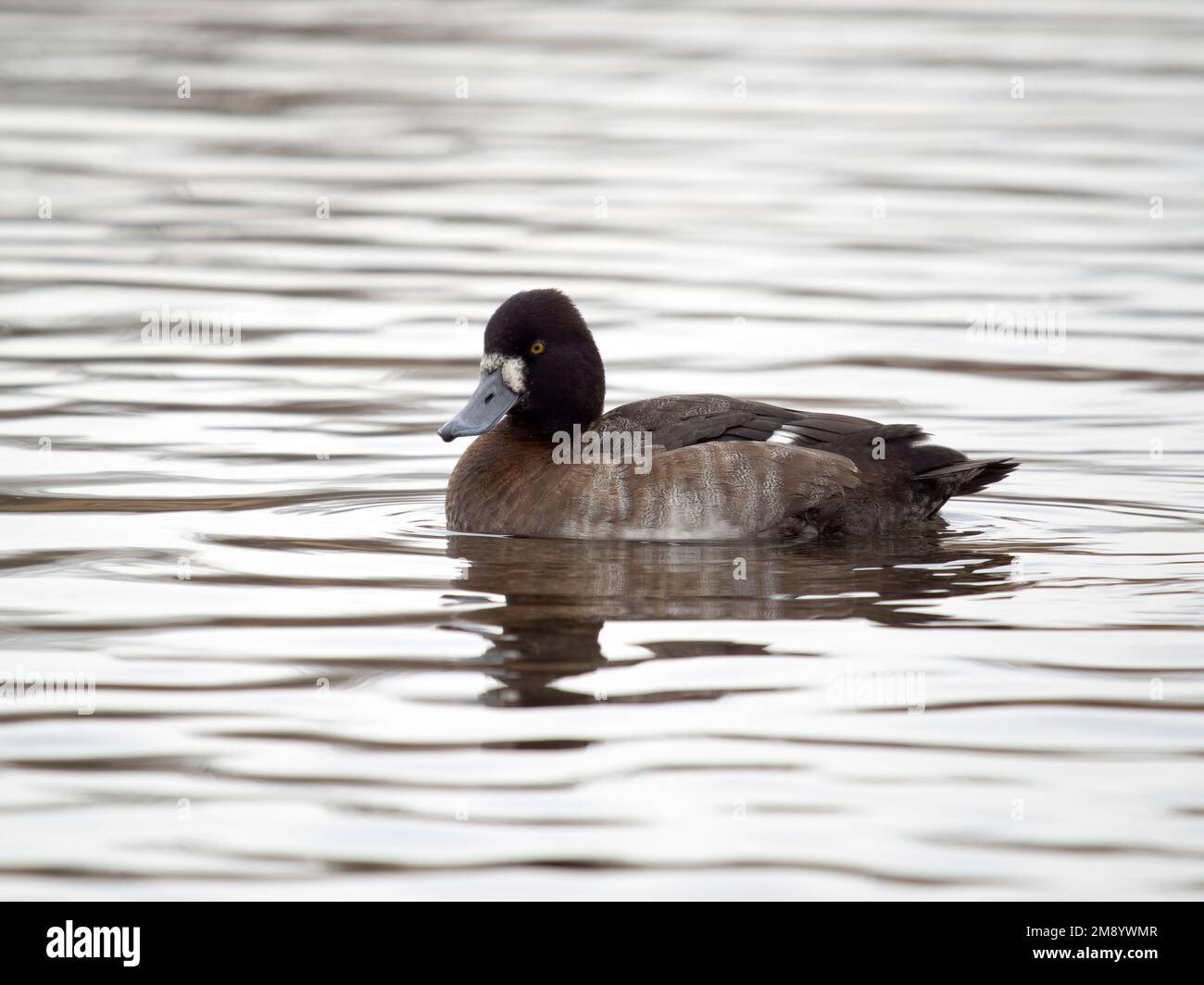 Lesser scaup, Aythya affinis, single female on water, British Columbia, Canada, December 2022 Stock Photo