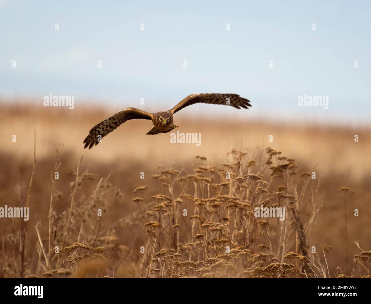 Northern harrier, Circus. hudsonius, single female in flight, British