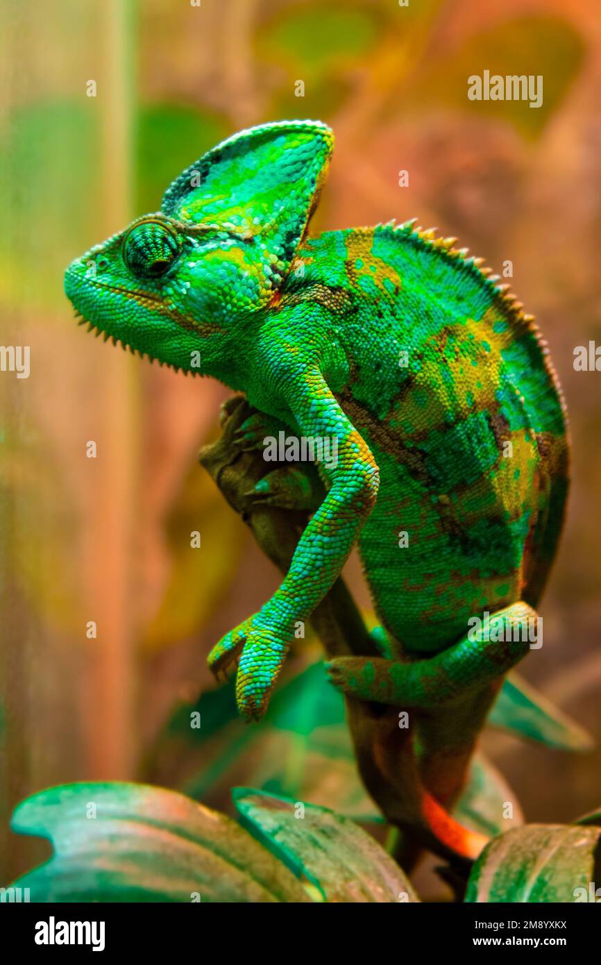The green chameleon Chamaeleonidae is a family of lizards that can change body color. Bright