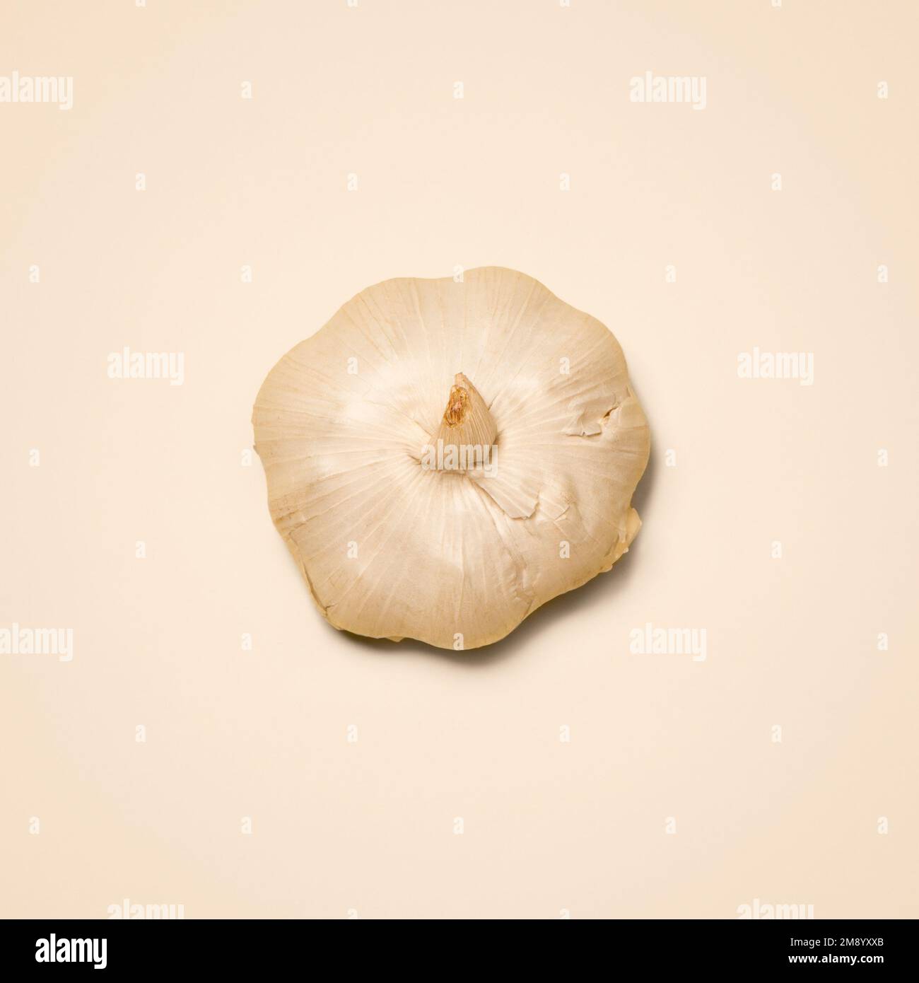 Simply one clove is enough. a bulb of garlic against a studio