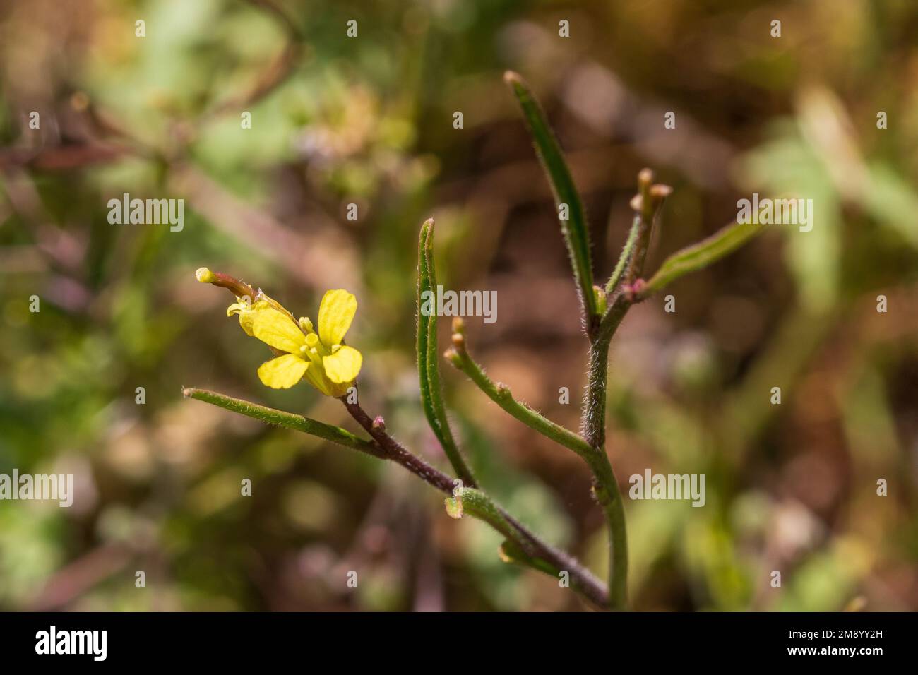 Sisymbrium orientale, Eastern rocket Plant in Flower Stock Photo