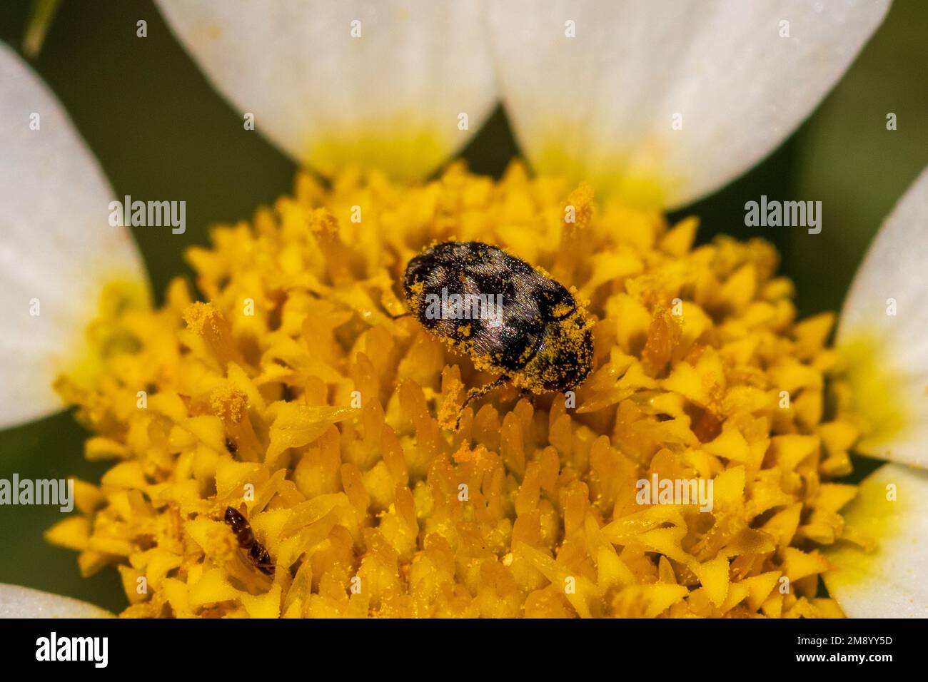 Attagenus trifasciatus,  Black Carpet Beetle Stock Photo