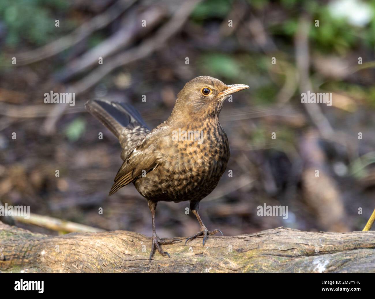 The Blackbird is a familiar and common garden bird in the UK. The female is more cryptically marked than the male, having less bold colouration. Stock Photo
