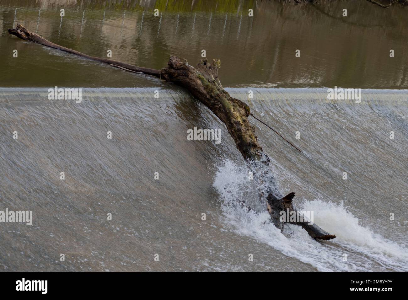 Tree trunk on a weir and water splashing over it Stock Photo