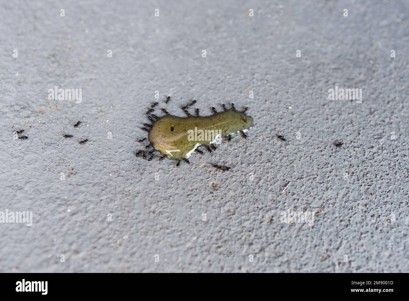 ants collecting around a drop of poison on outdoor concrete, concept of pest control Stock Photo