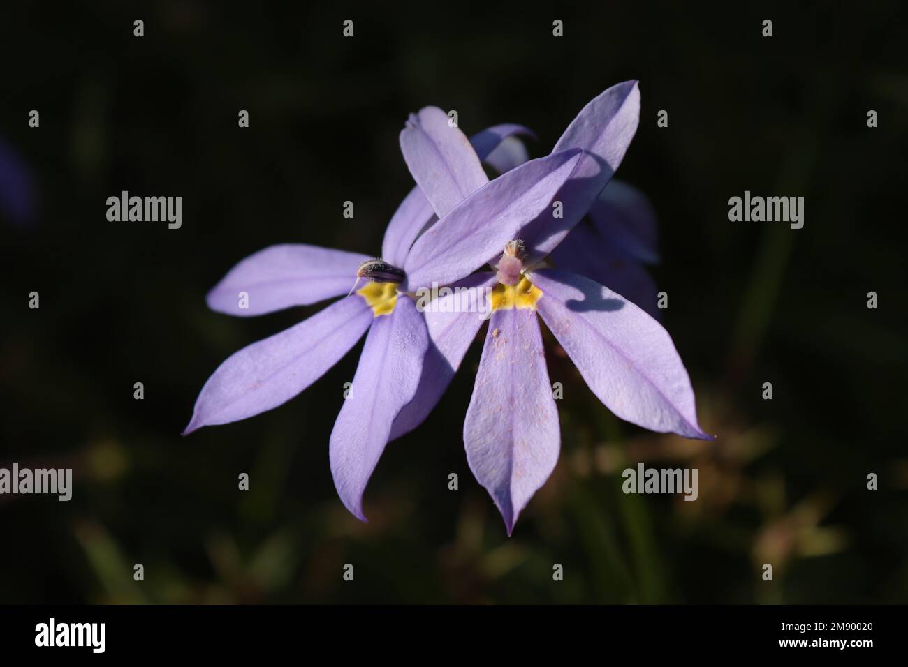 Extreme close-up image of the beautiful mauve blue flowers of Isotoma axillaris 'Astro Blue'. Also known as Blue Star, Rock isotoma or Laurentia. Agai Stock Photo