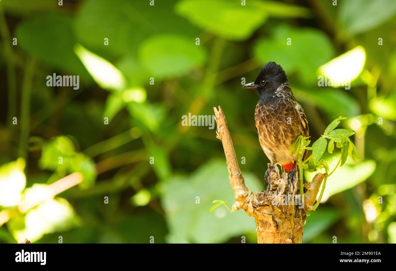 red vented bulbul sitting on the branch of tree Stock Photo
