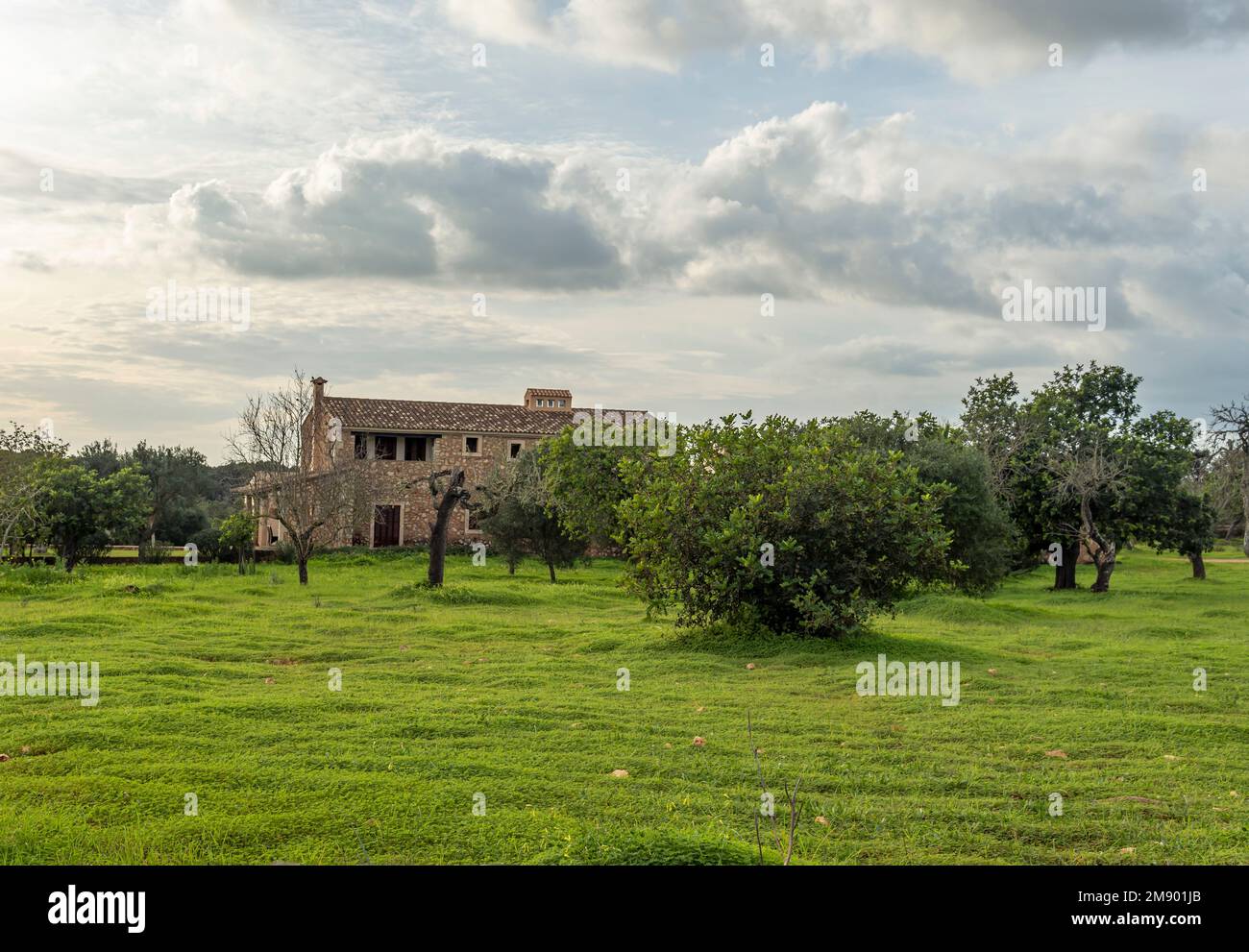 Felanitx, Spain; january 13 2023: A Carob tree crop, Ceratonia siliqua ...