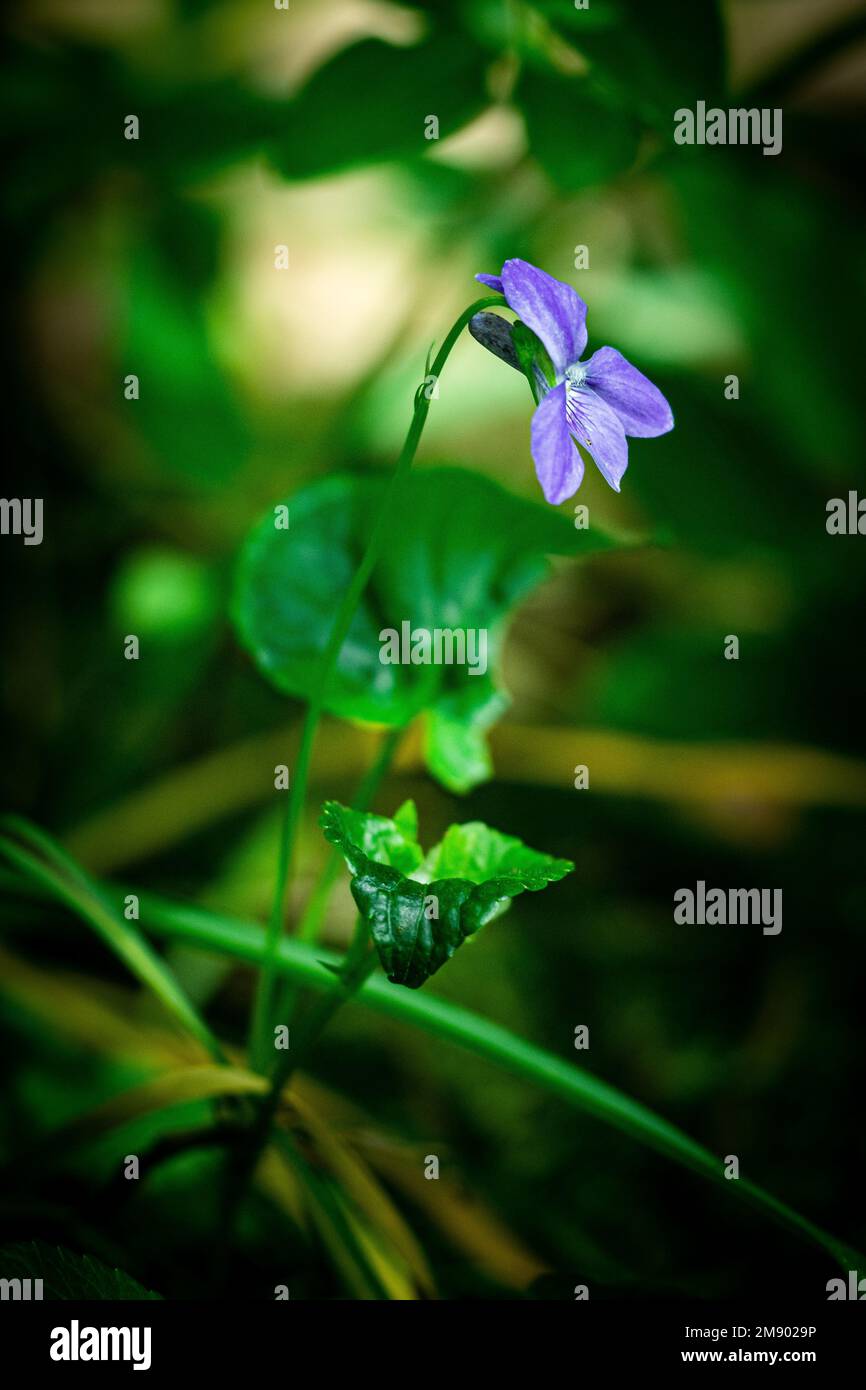 A delicate heath violet flower in the blurred natural background Stock Photo