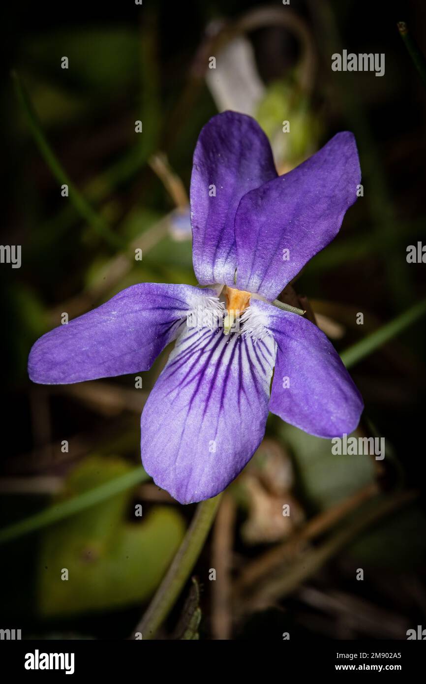 A closeup of a heath dog-violet flower blooming in the garden Stock Photo